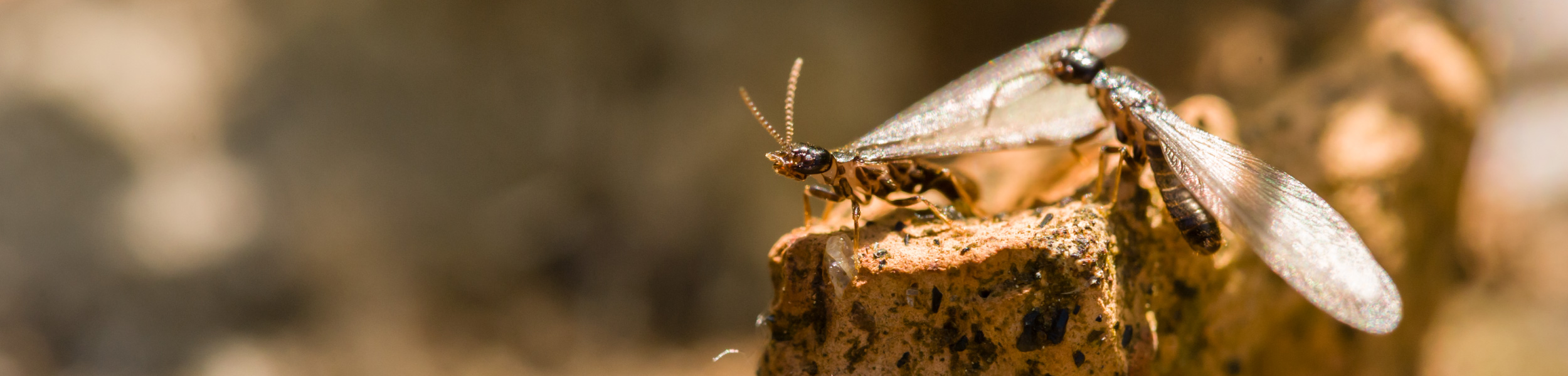 Termite Prevention and Eradication